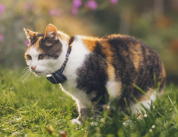 Tractive CAT Mini – GPS Tracker & Activity Monitor for Cats